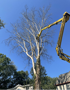 Tree Work